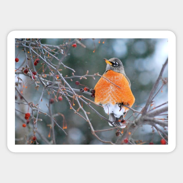 Robin in Winter #3 Sticker by LaurieMinor
